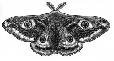 Saturnia pavonia 